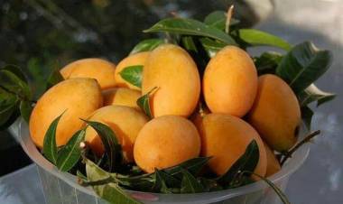Benefits Of Eating Mangoes